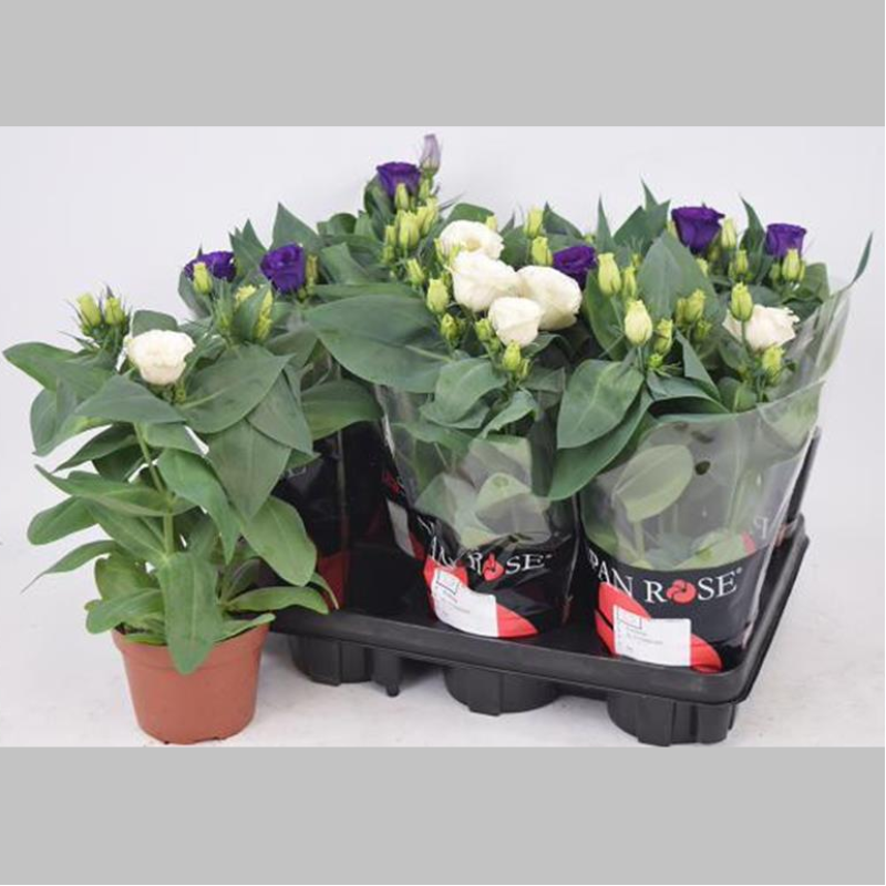 Eustoma Mixta, 25 cm